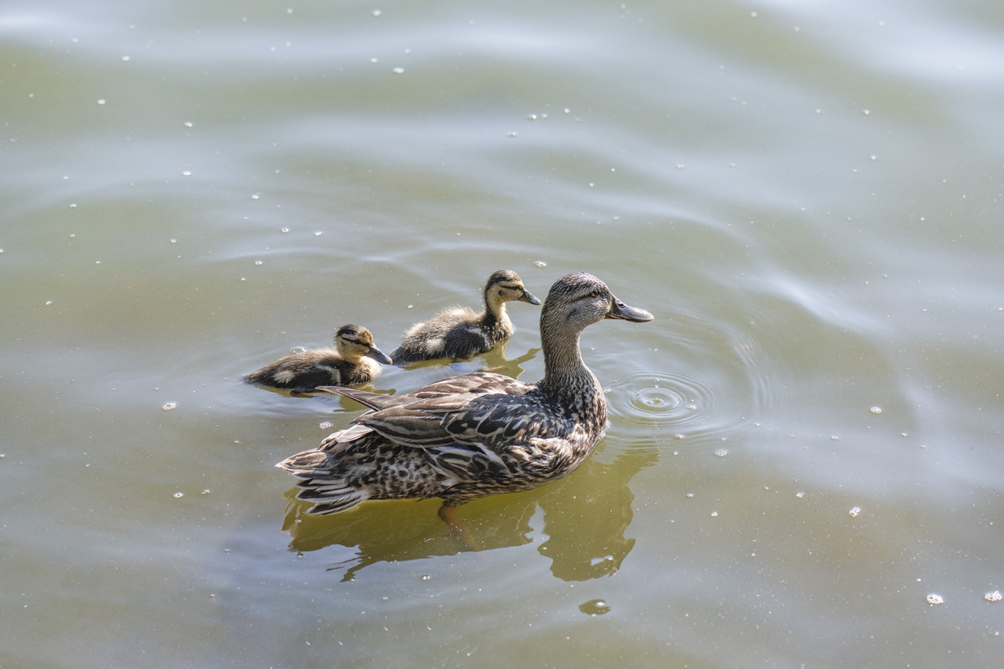 _DSC2246-0.jpg