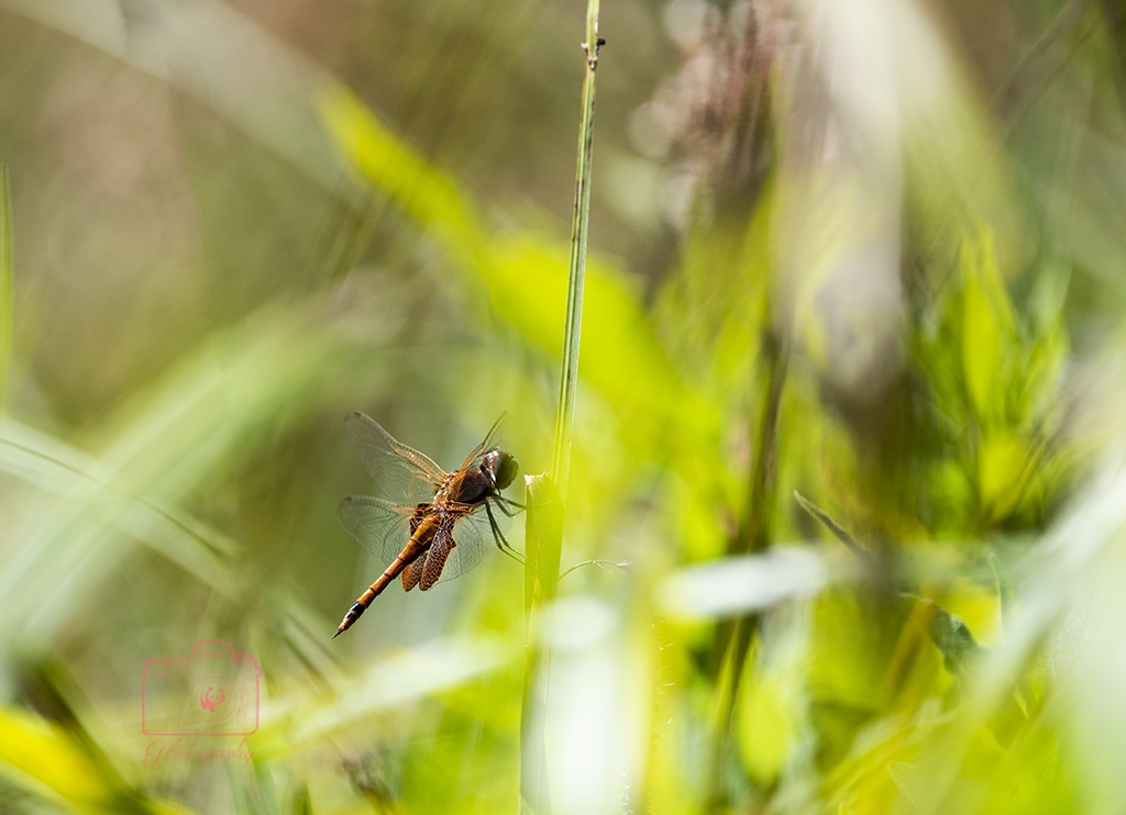DSC_4595.jpg