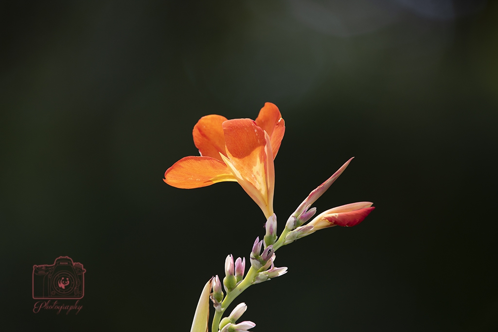 DSC_4976.jpg