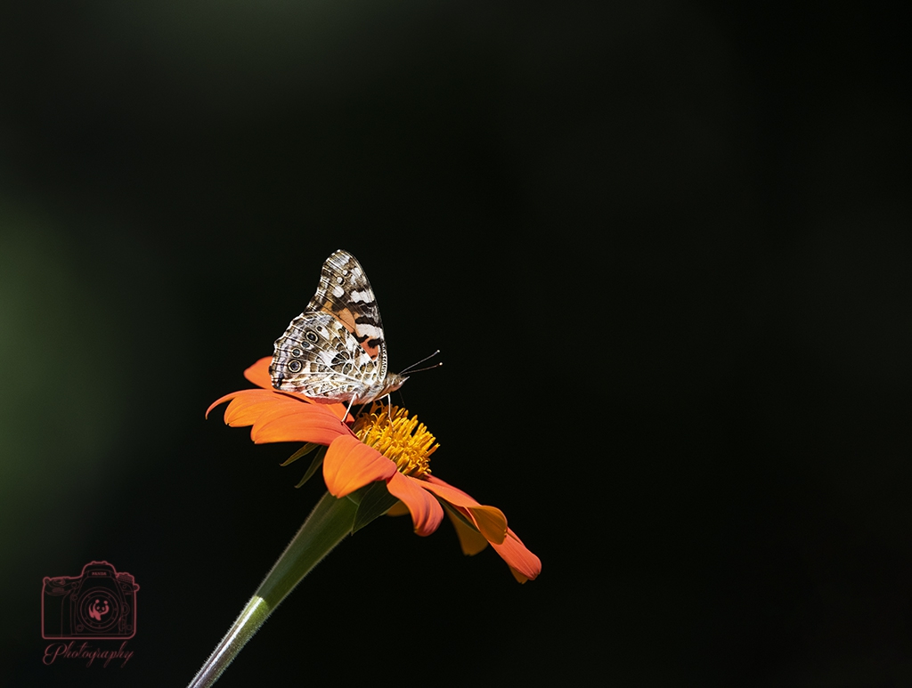 DSC_4676.jpg