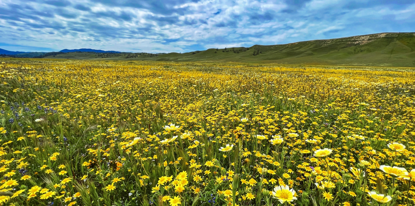 2023_04 Carrizo Plain_1001.JPG