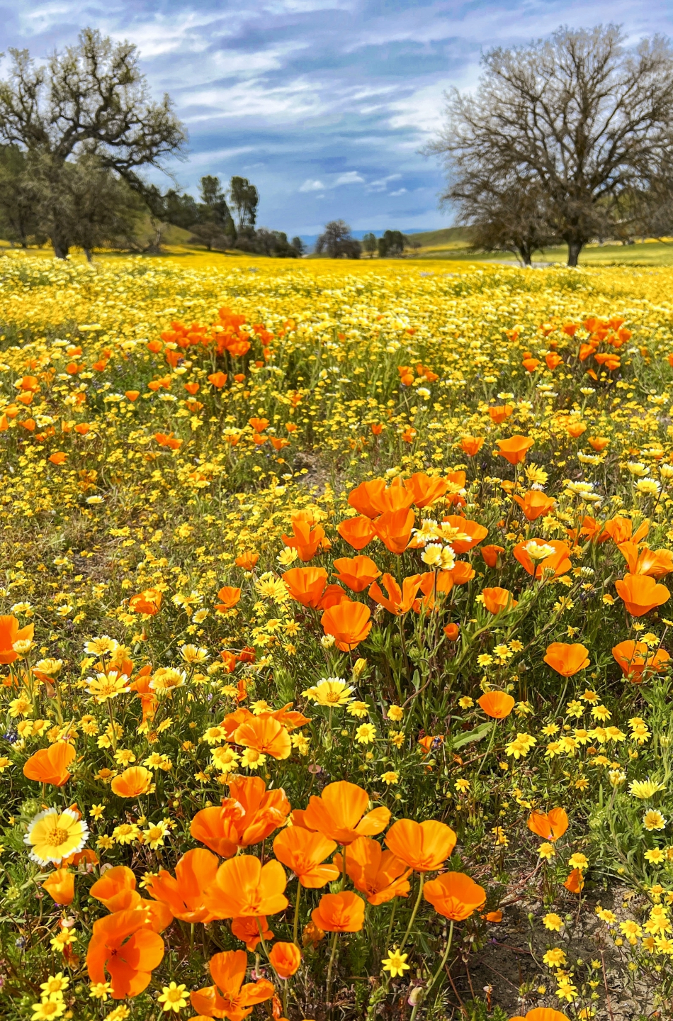 2023_04 Carrizo Plain_1003.JPG