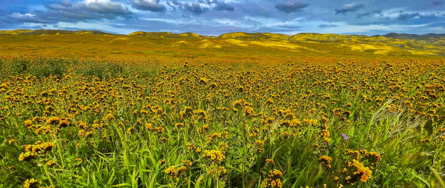 2023_04 Carrizo Plain_1005.JPG