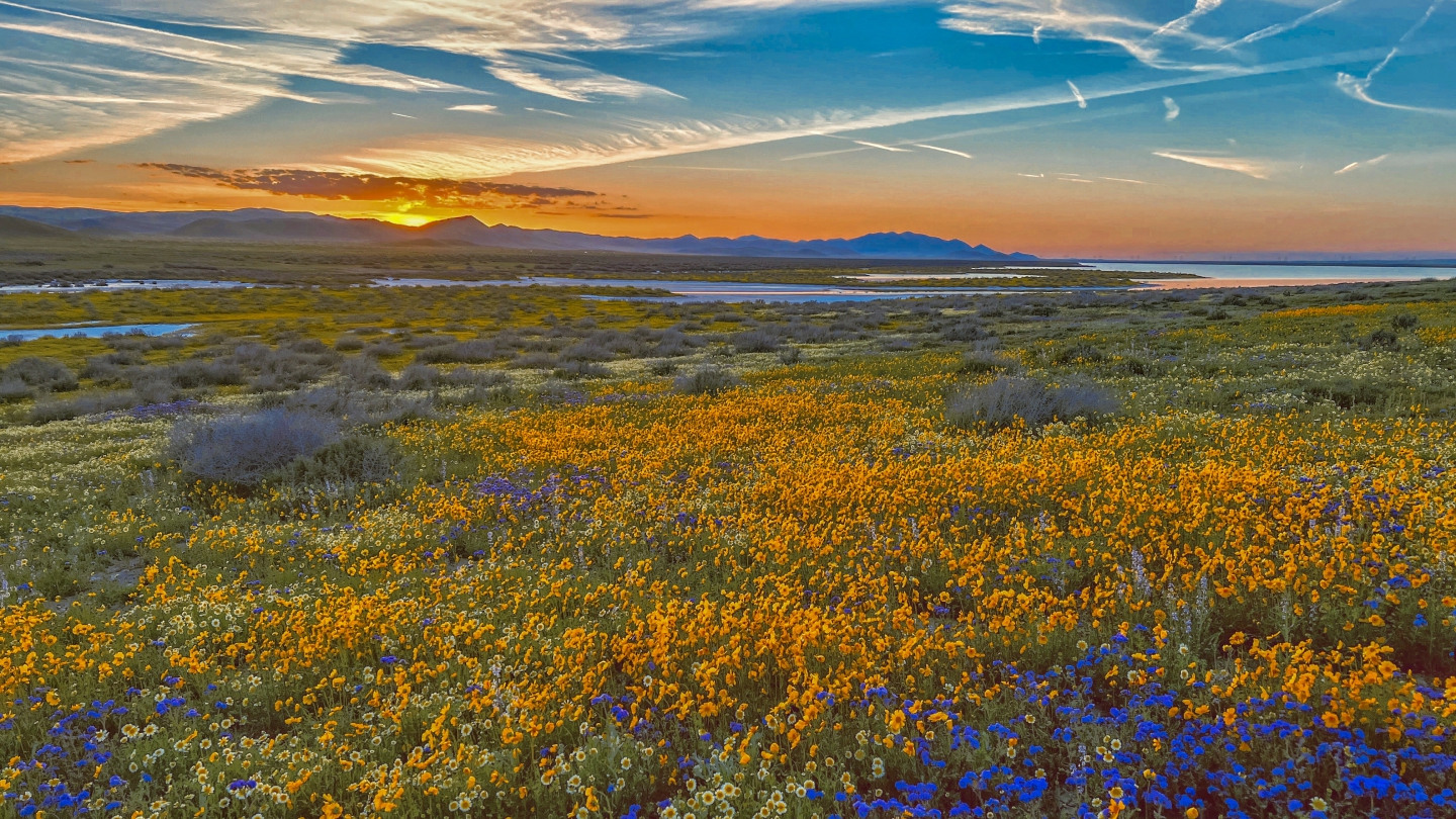 2023_04 Carrizo Plain_1012.jpg