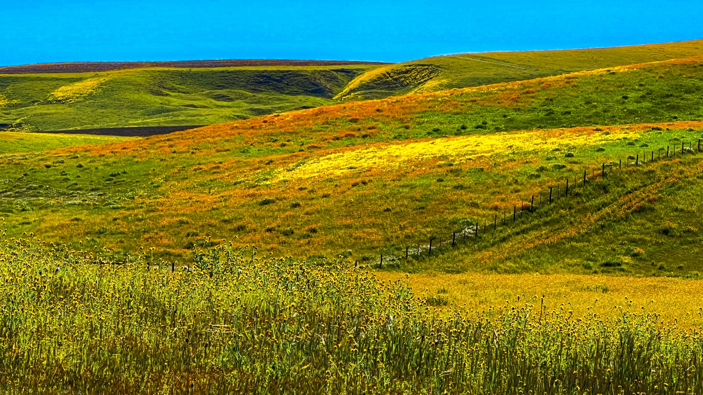 2023_04 Carrizo Plain_1022.jpg