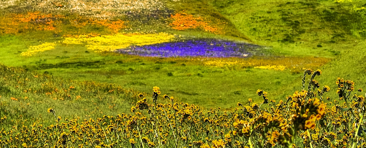 2023_04 Carrizo Plain_1024.jpg