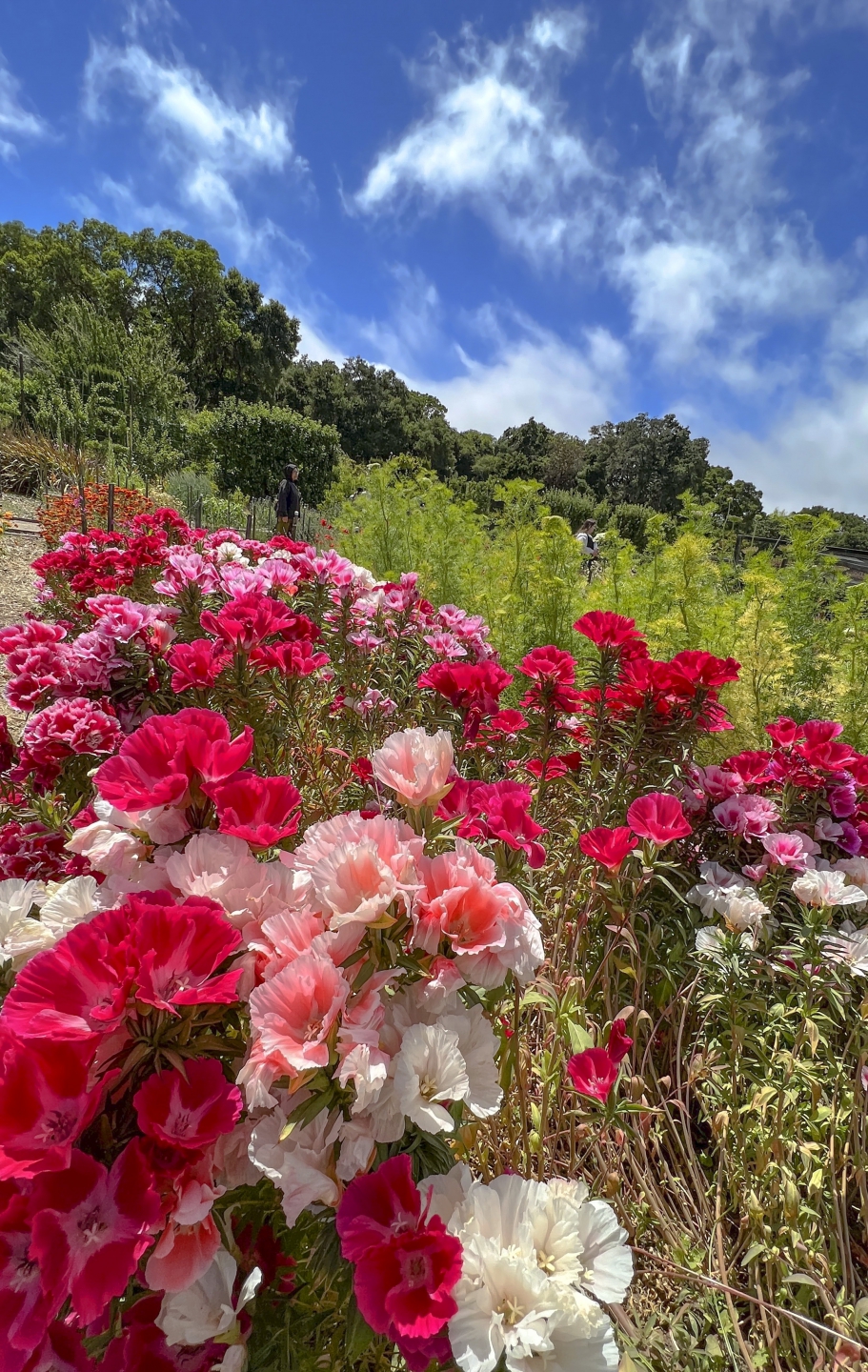 filoli_2017.jpg