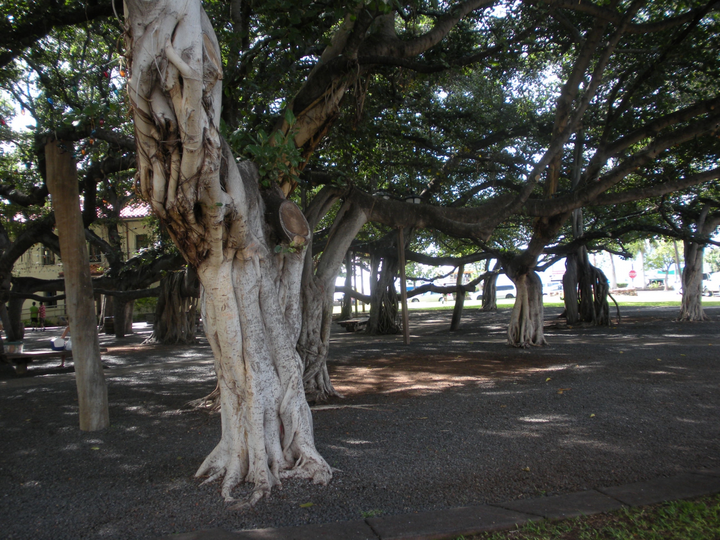 DSCN3105.JPG