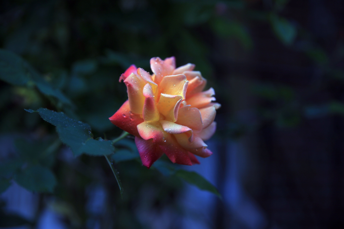 IMG_8530_.jpg