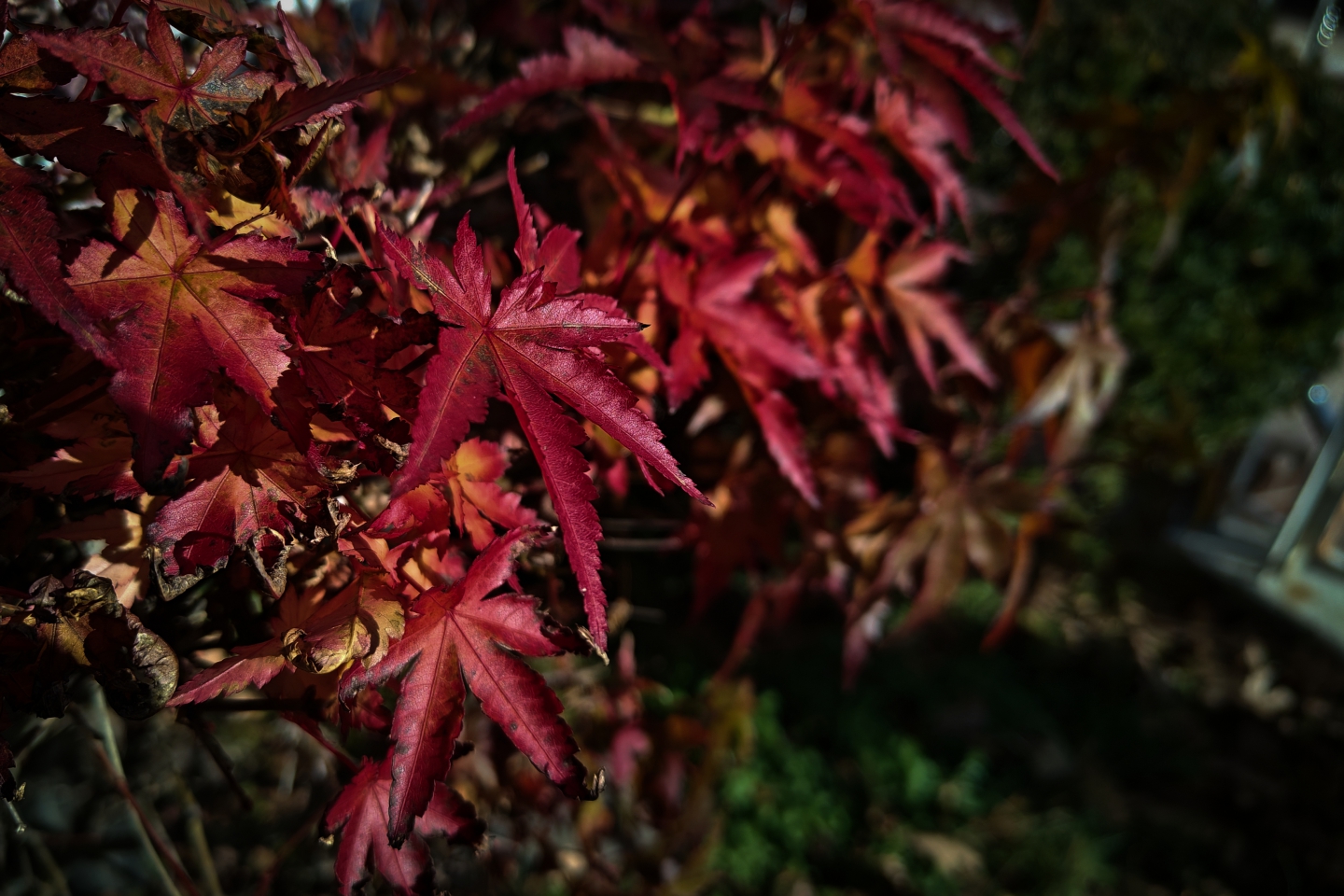 IMG_20231214_184110.jpg