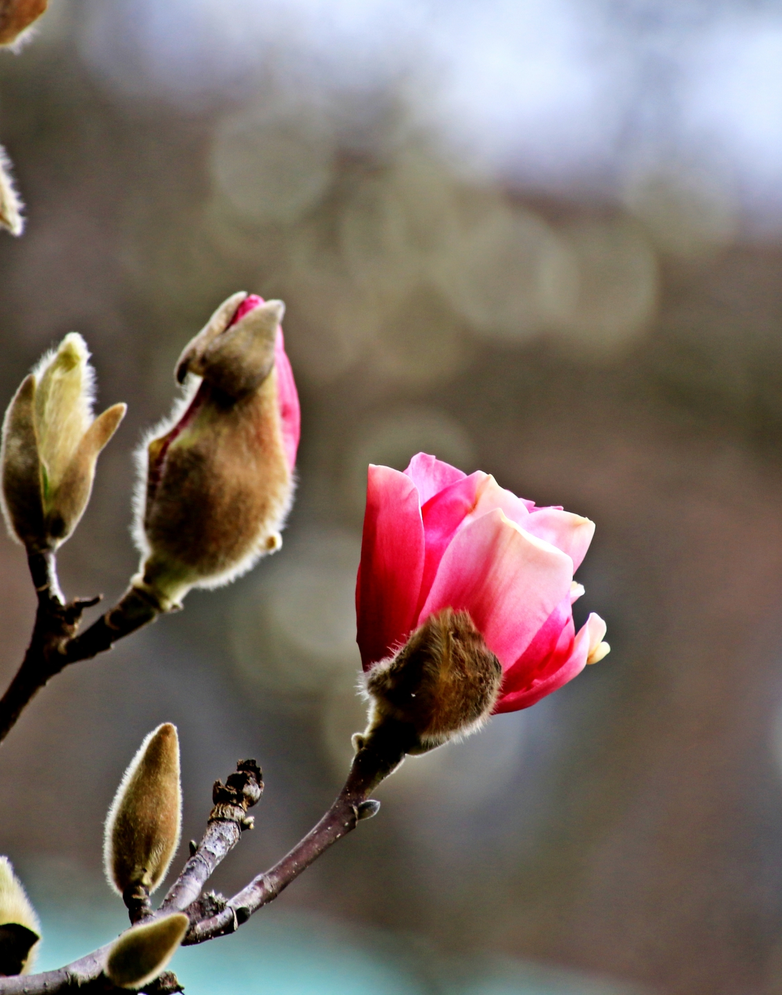 IMG_0551_Copy.jpg
