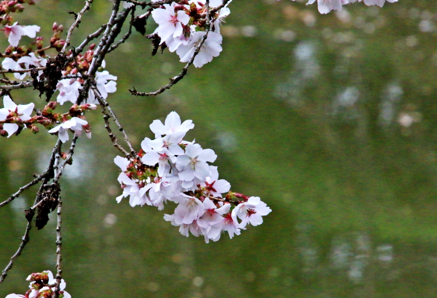 IMG_0448_Copy.jpg