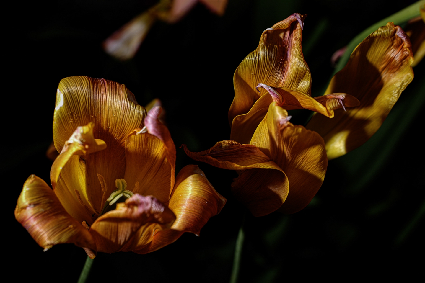 _DSC6516.jpg