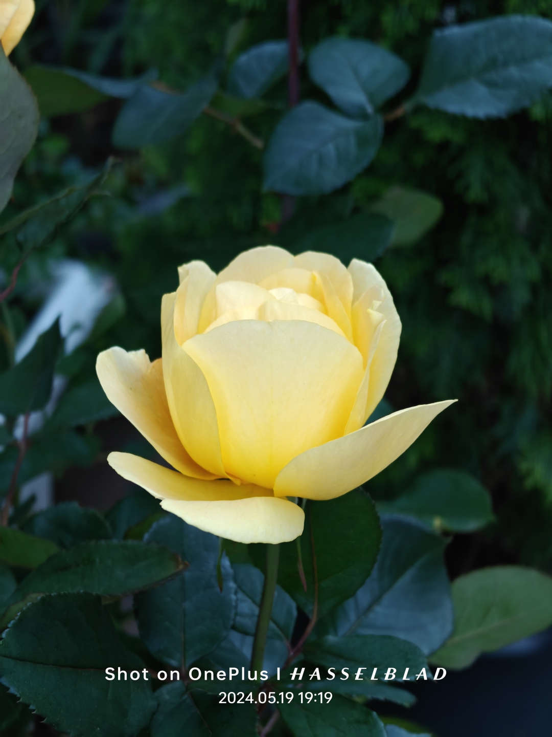 IMG20240519191916.jpg