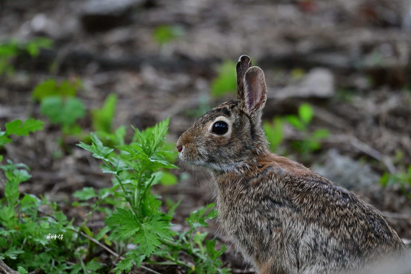 DSC_4641 .jpg