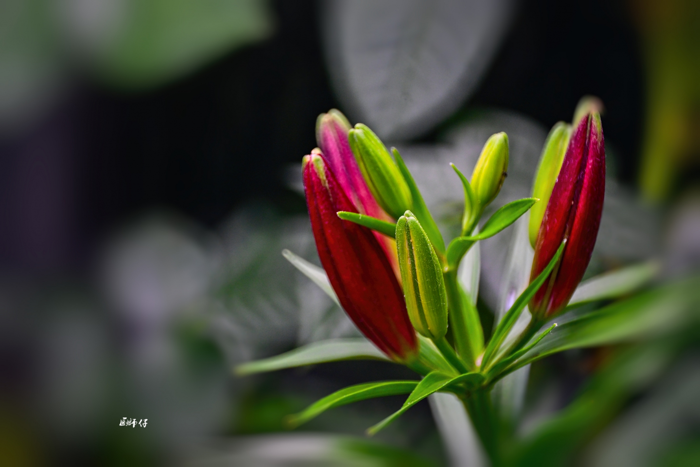 DSC_4232 .jpg
