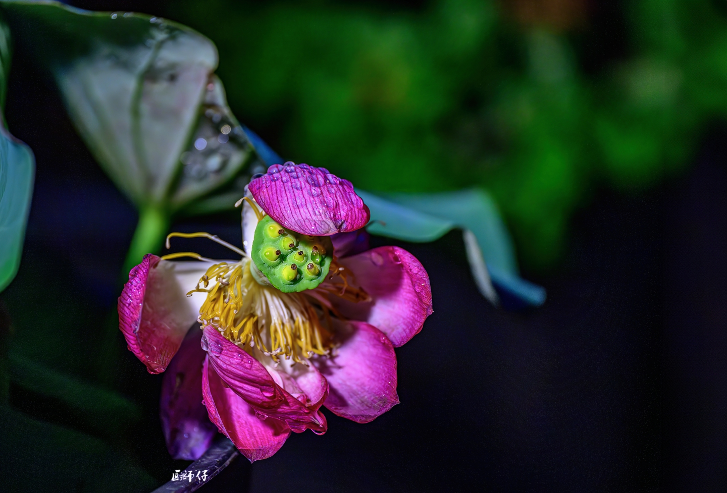 DSC_0207-ǿ-NR .jpg