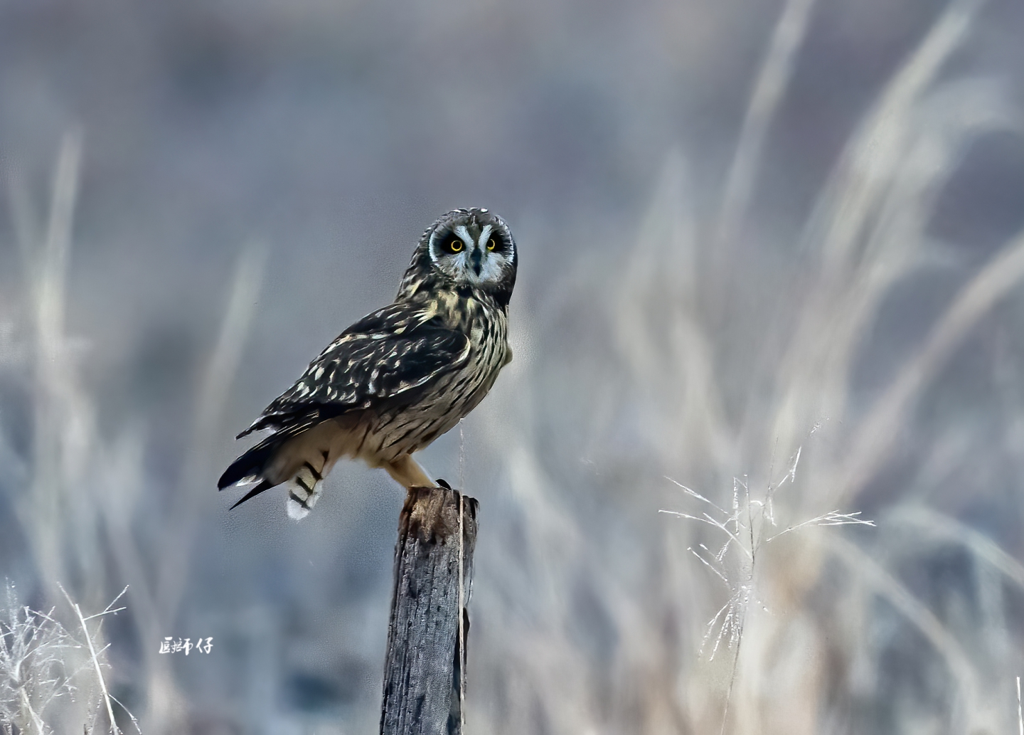DSC_3480.jpg