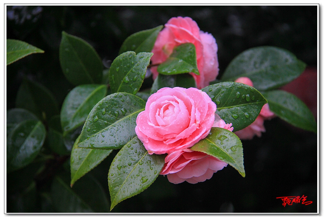 sii20140713.jpg
