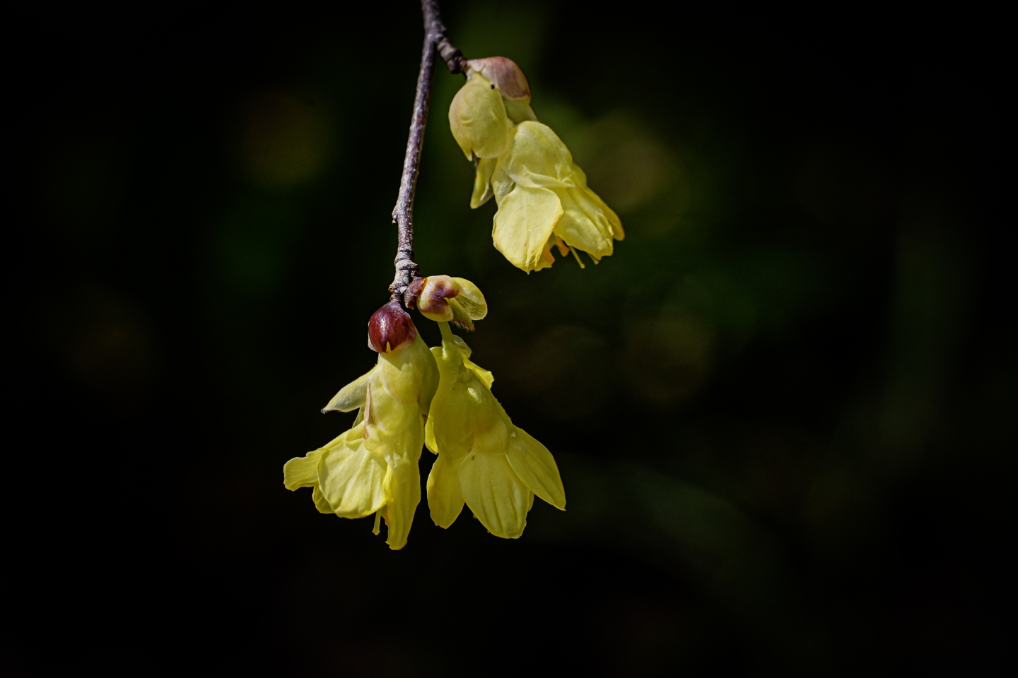 _DSC9875.jpg