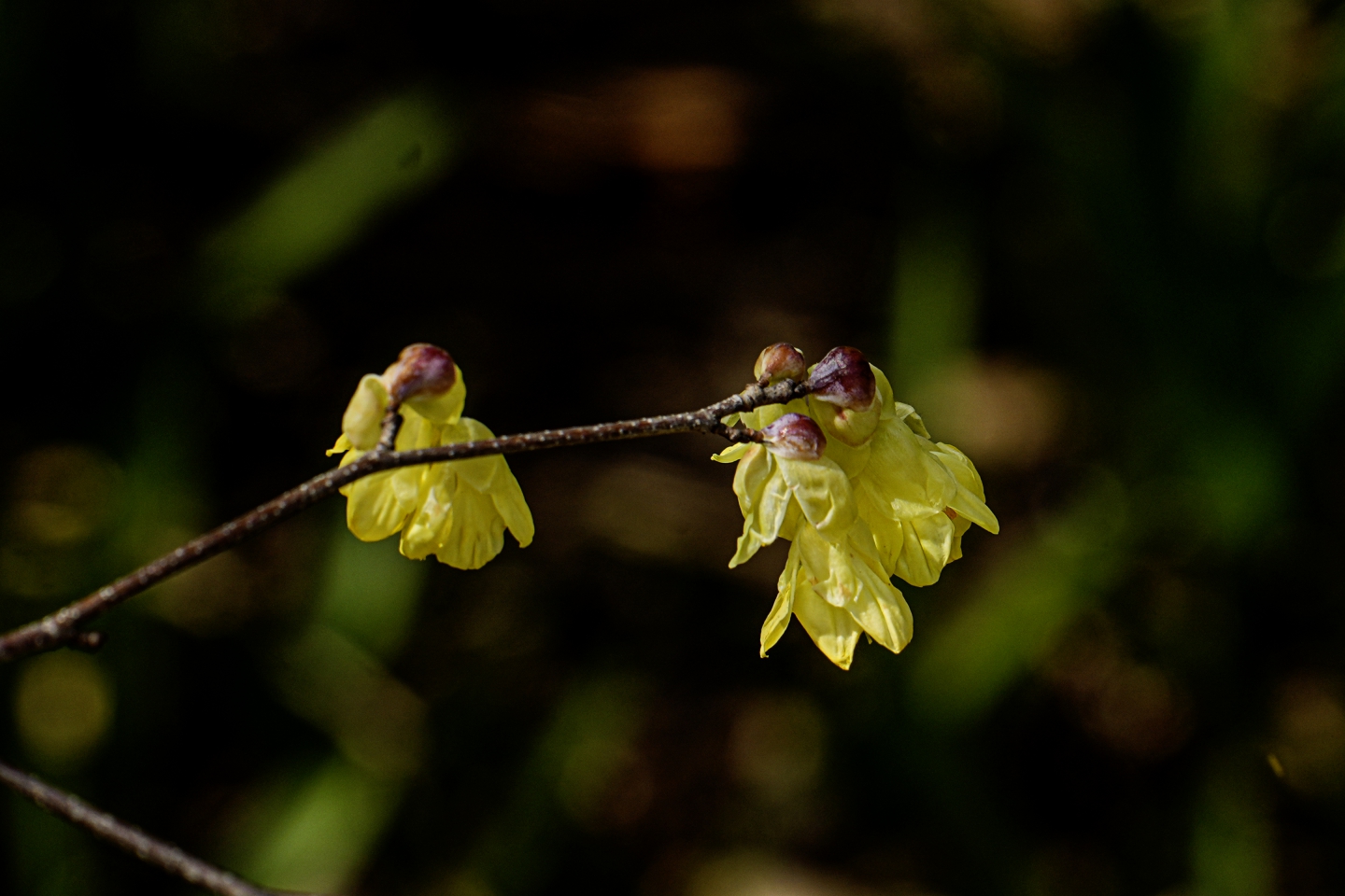 _DSC9873.jpg