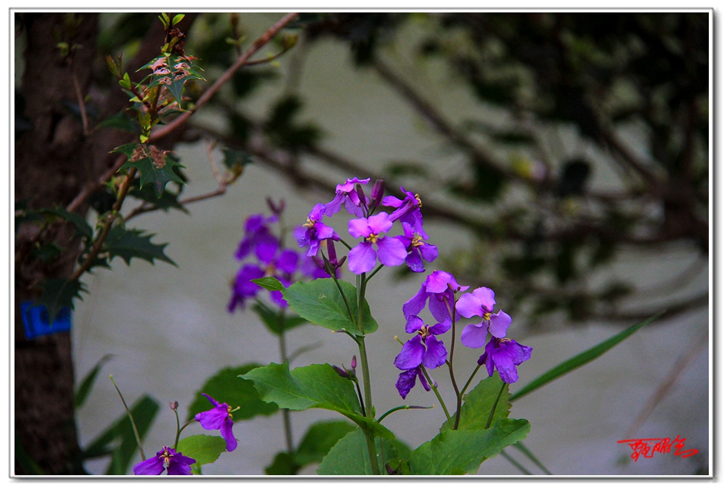 sii20140819.jpg