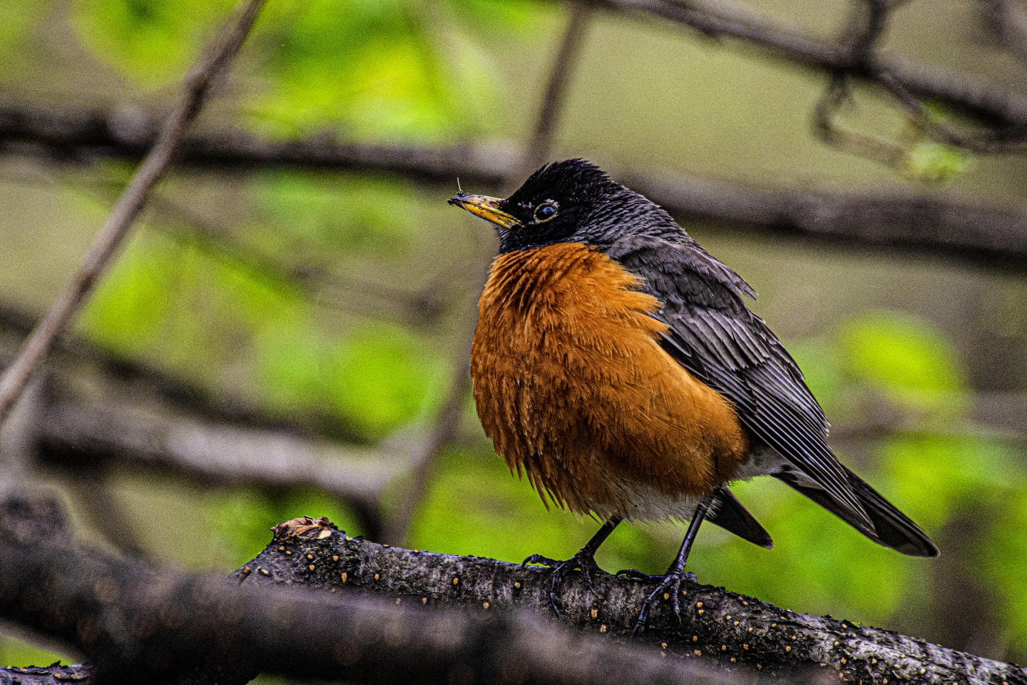 _DSC8679 .jpg