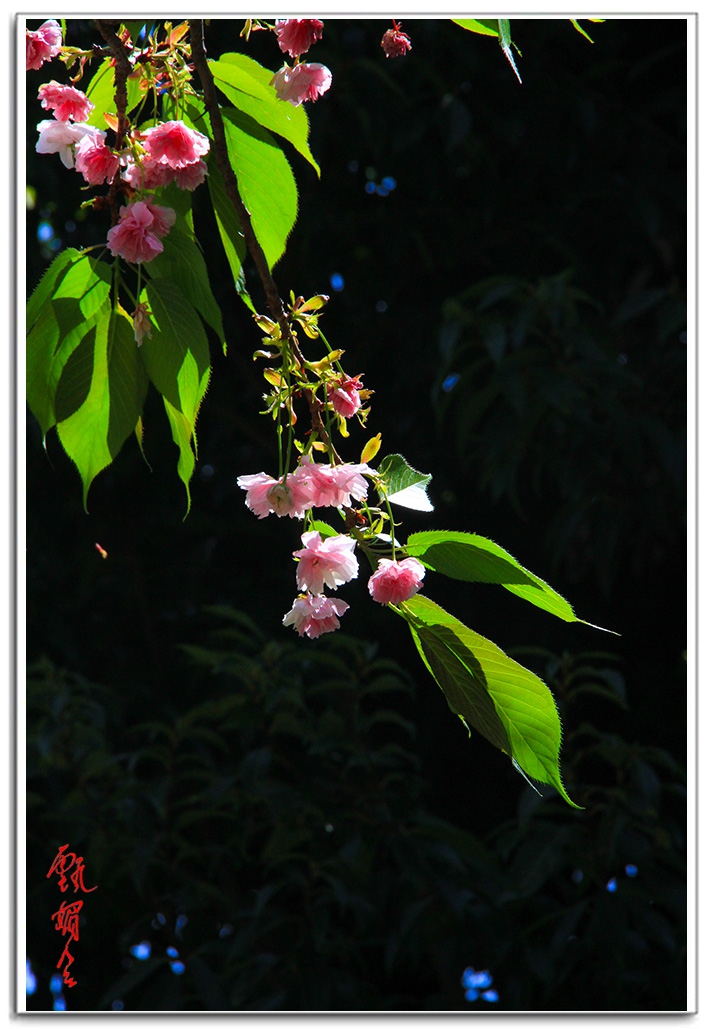 sii20140872.jpg