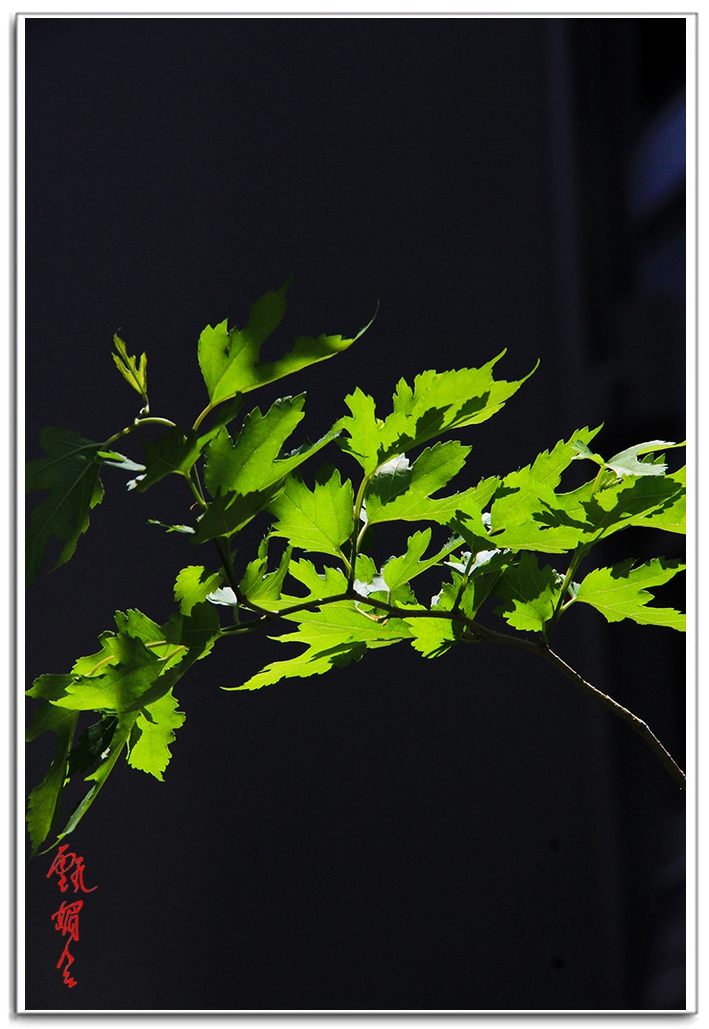 sii20140930.jpg