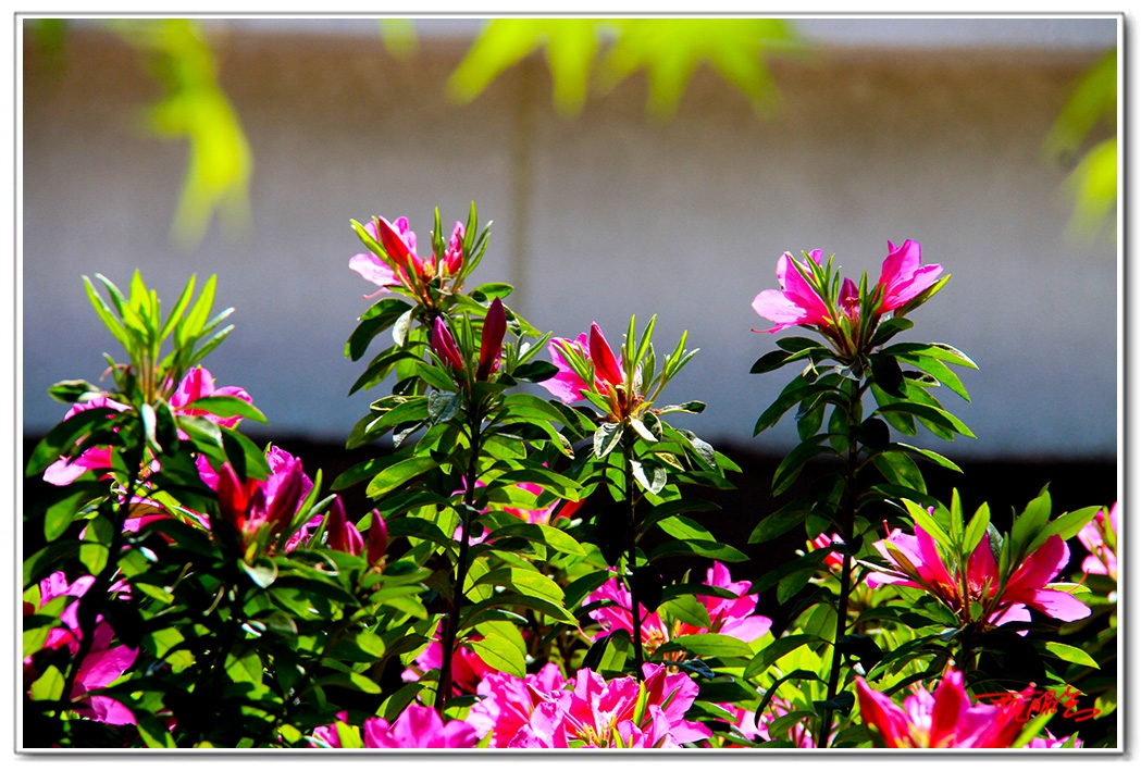 sii20140870.jpg