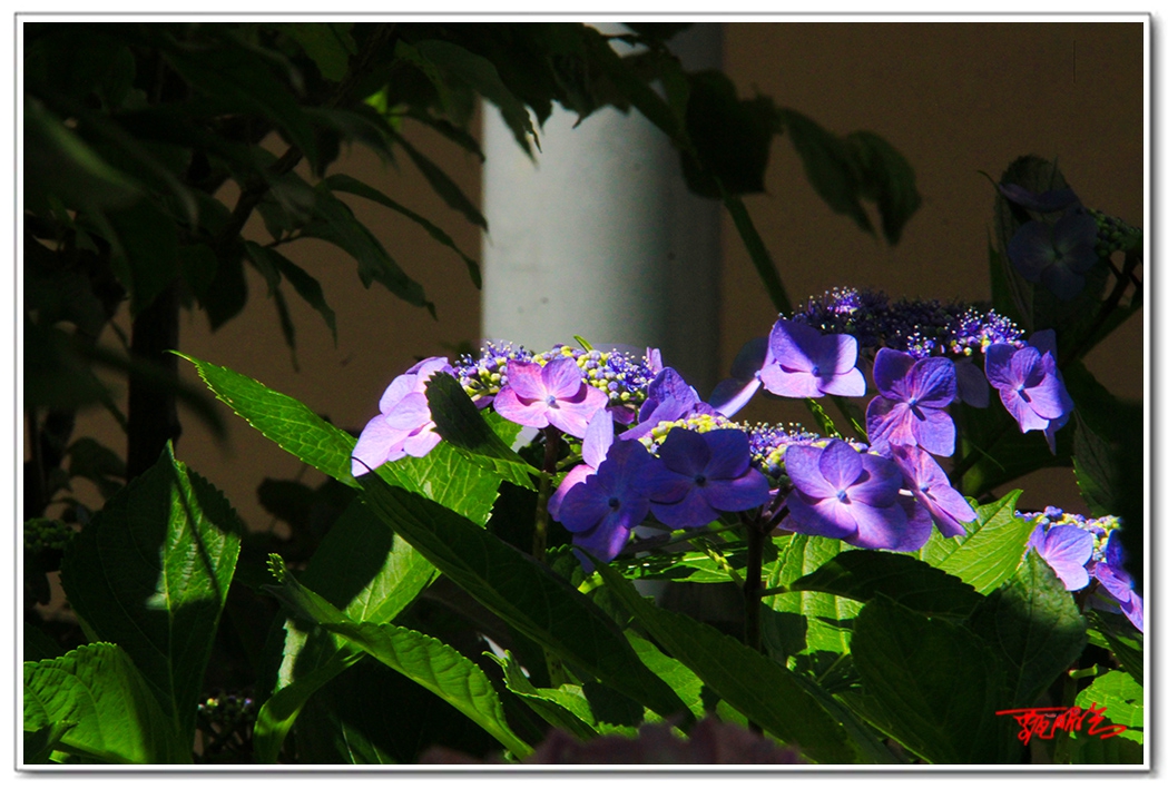 sii20140938937.jpg