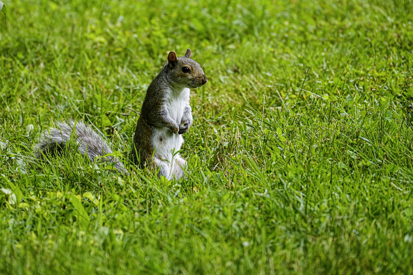 _DSC4553.jpg
