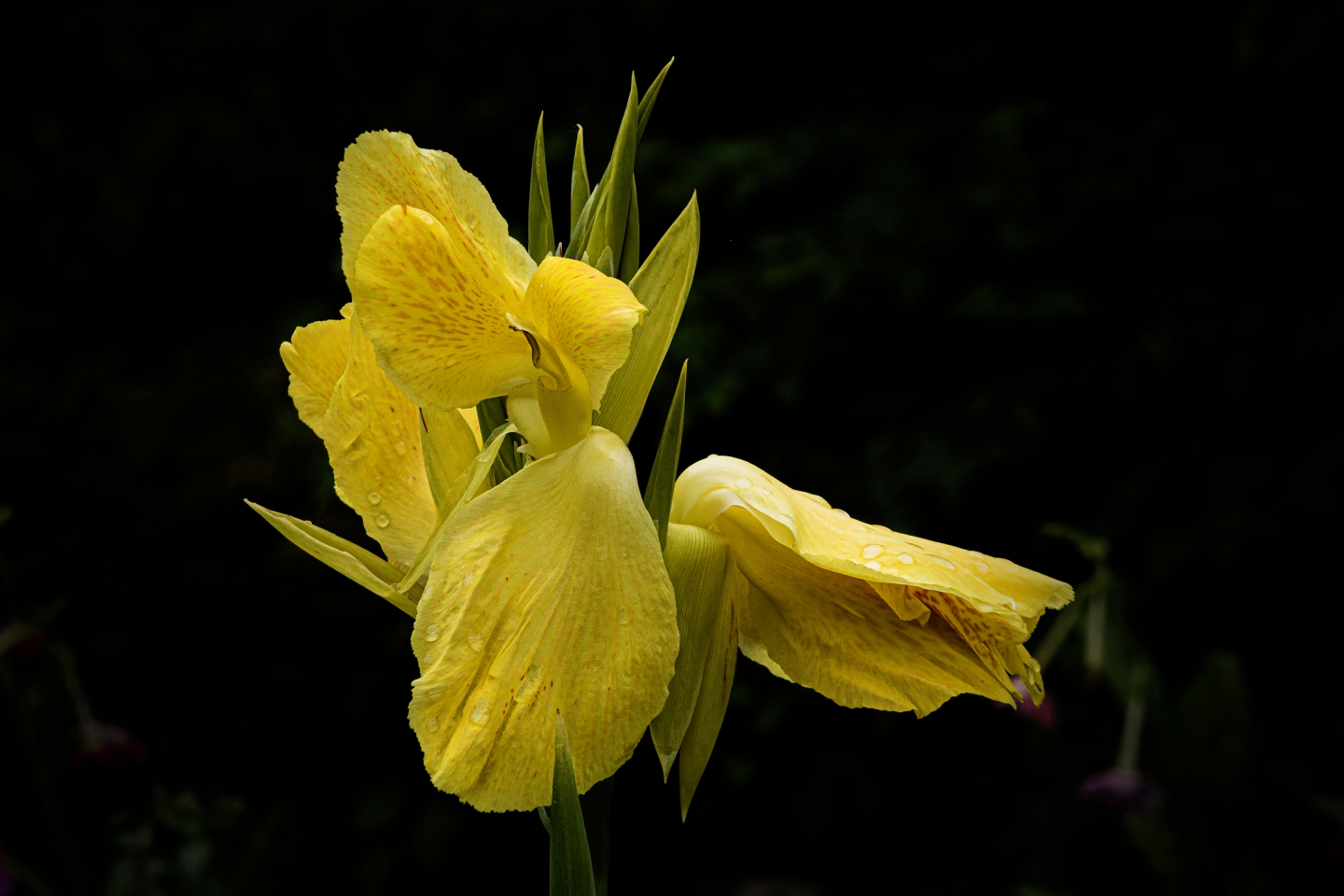 IMG_5394.jpg