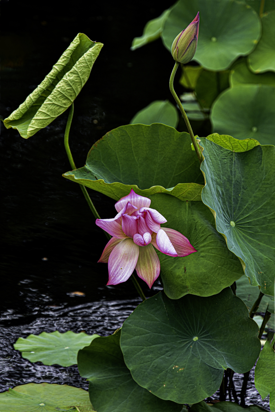 DSC_9277.jpg