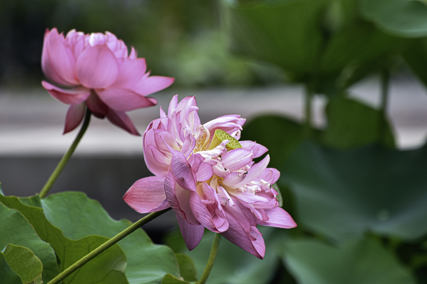 DSC_9305.jpg