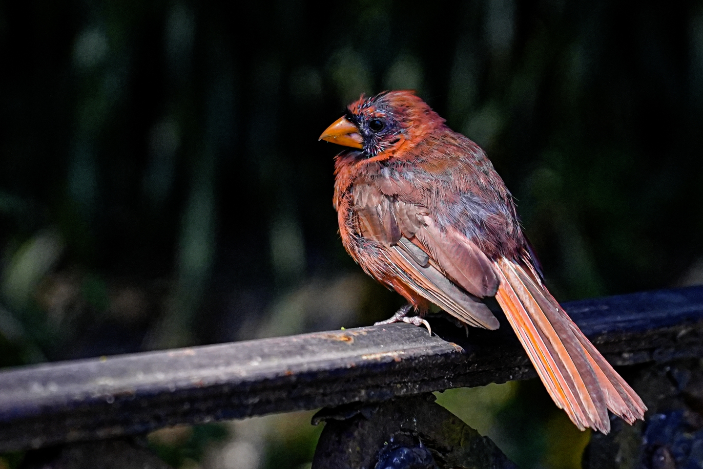 _DSC7153.jpg