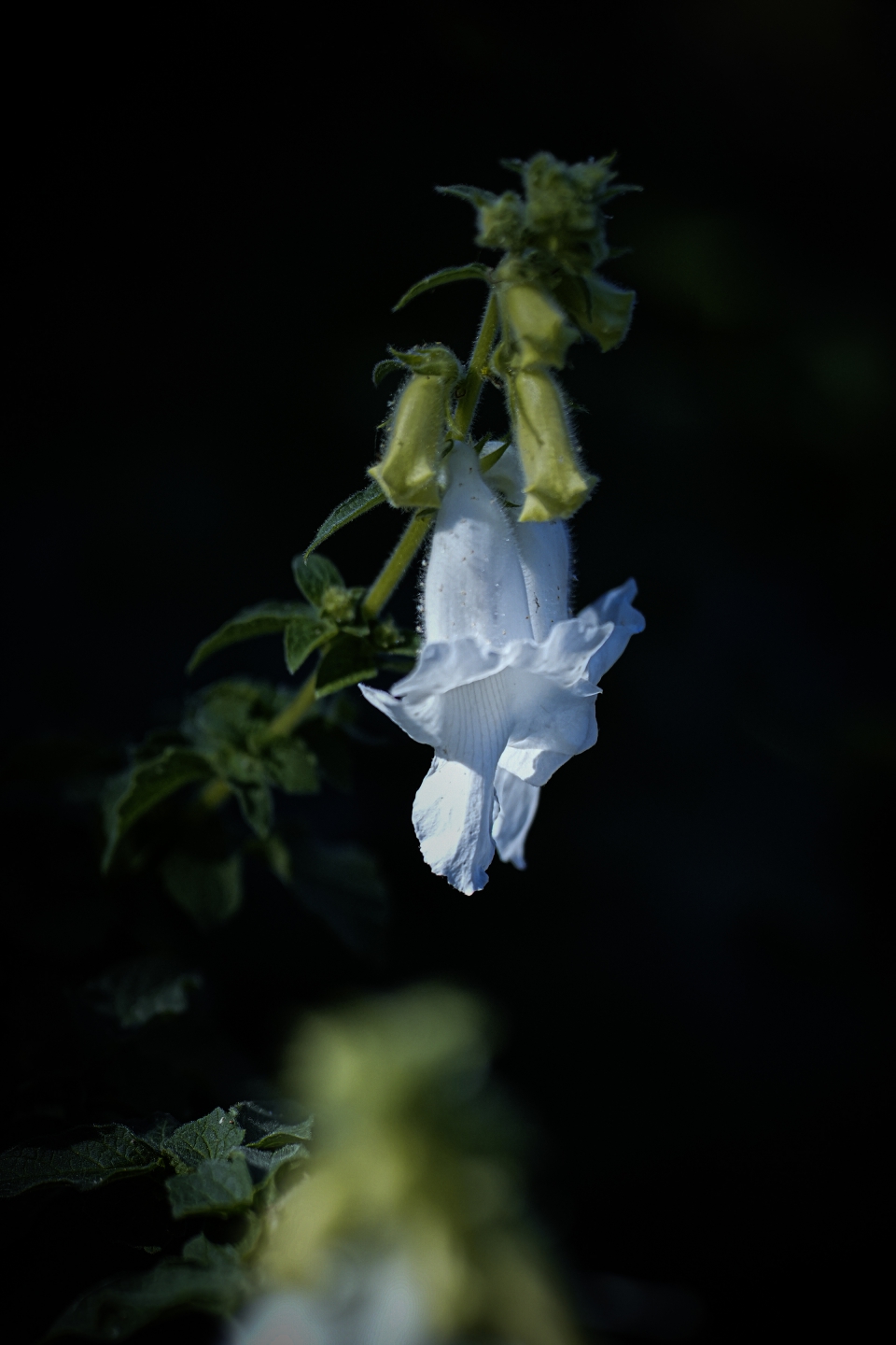 _DSC8045.jpg