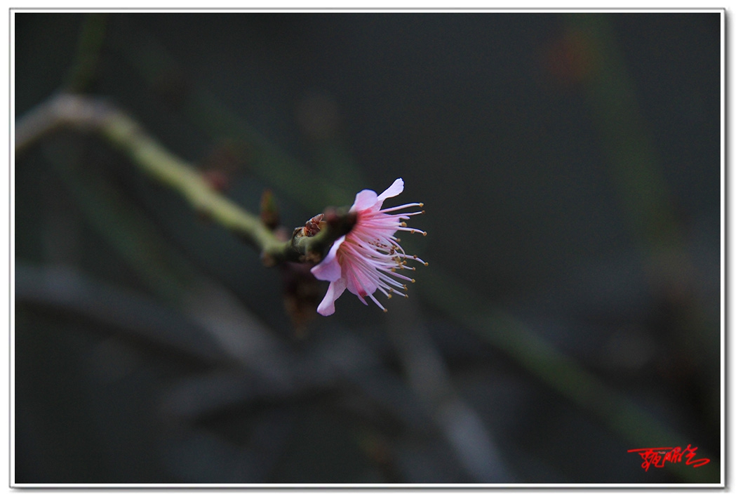 siii01459762.jpg