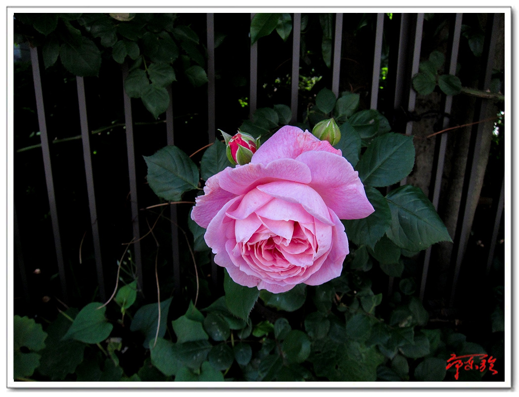 sss0062350666.jpg