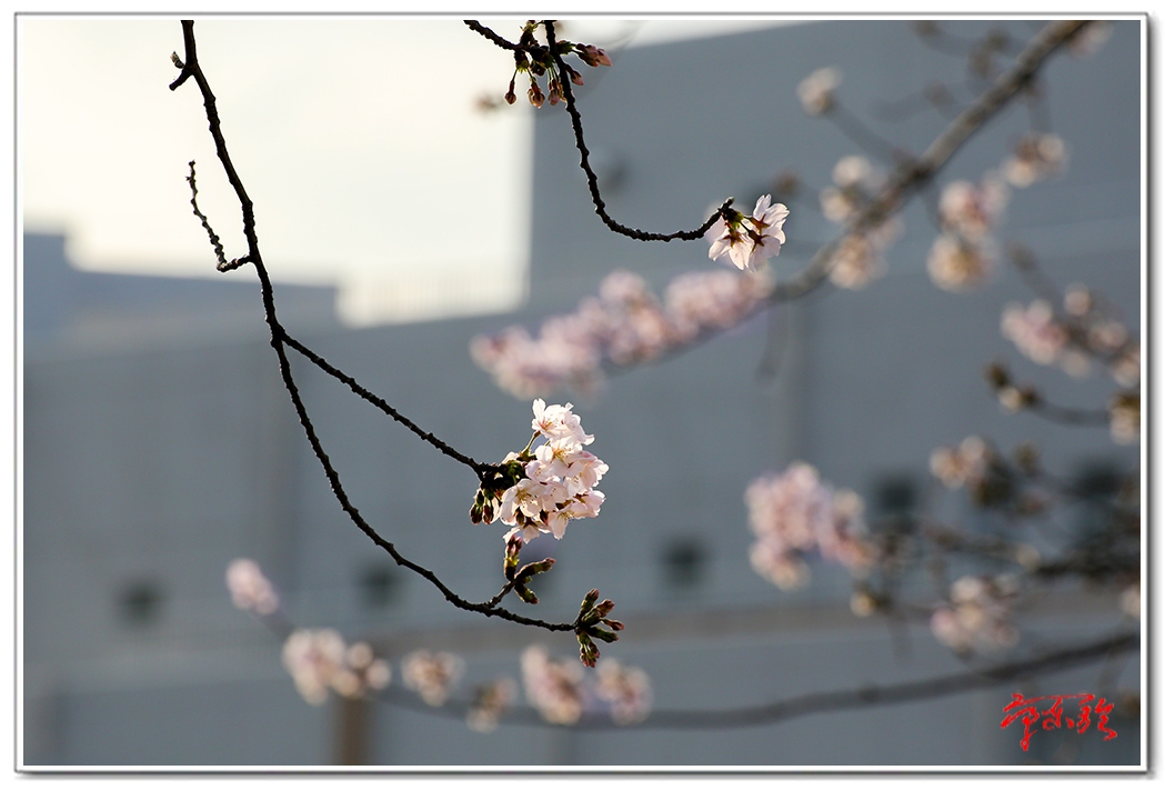 sss0062350759.jpg