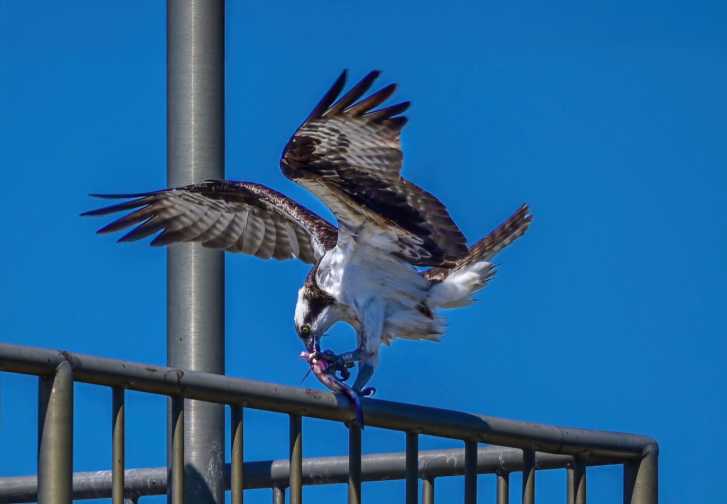 DSC_0519 - frame at 0m5s.jpg