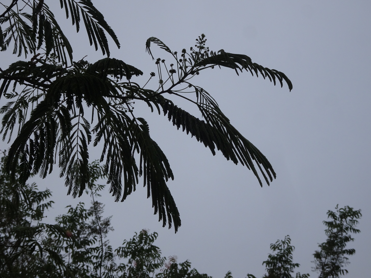 DSC08802.jpeg