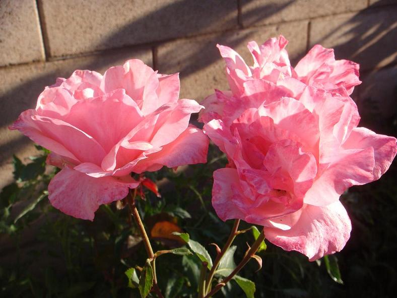 DSC09367.JPG