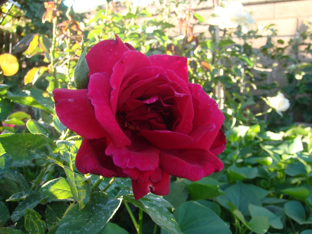 DSC09251.JPG