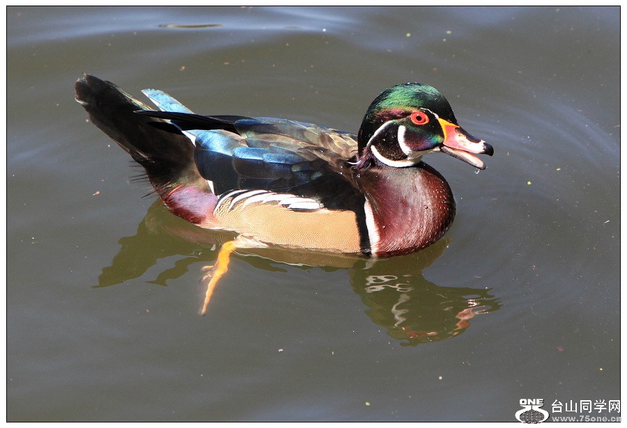 ��ԧ���ˮѼ