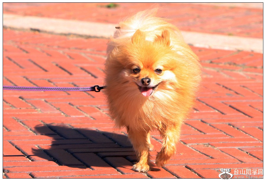 �ƴ�������ֻ����