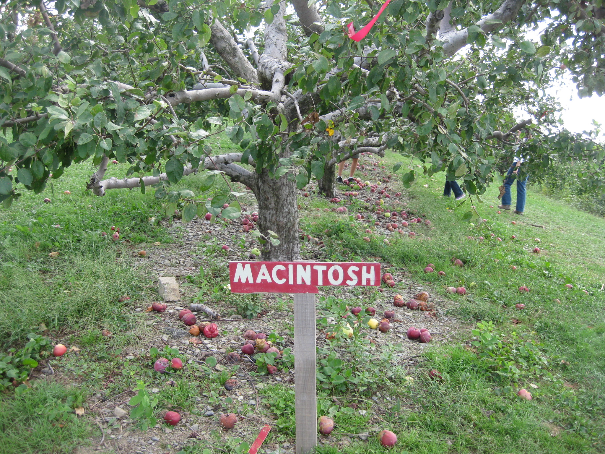 IMG_1785.jpg