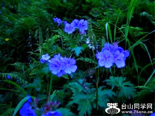 ( Forget-me-not&#41;