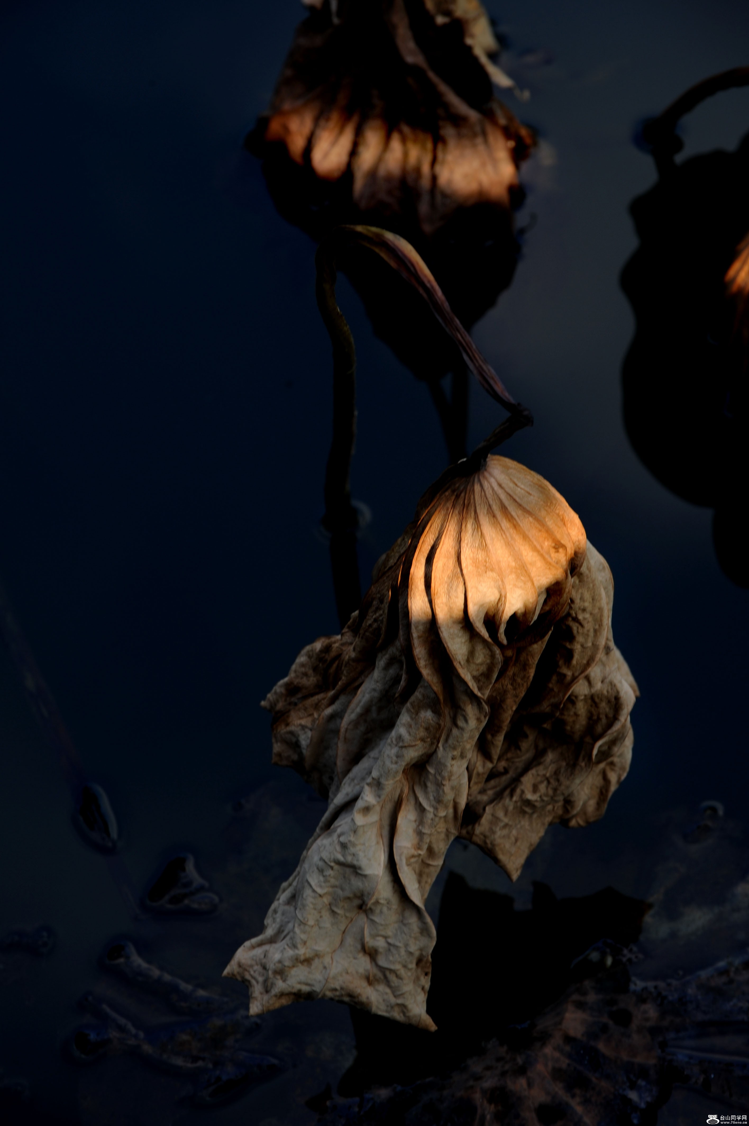DSC_0553.jpg