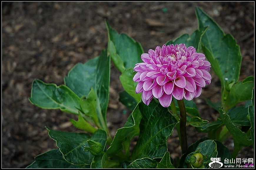 DSC_0377.jpg
